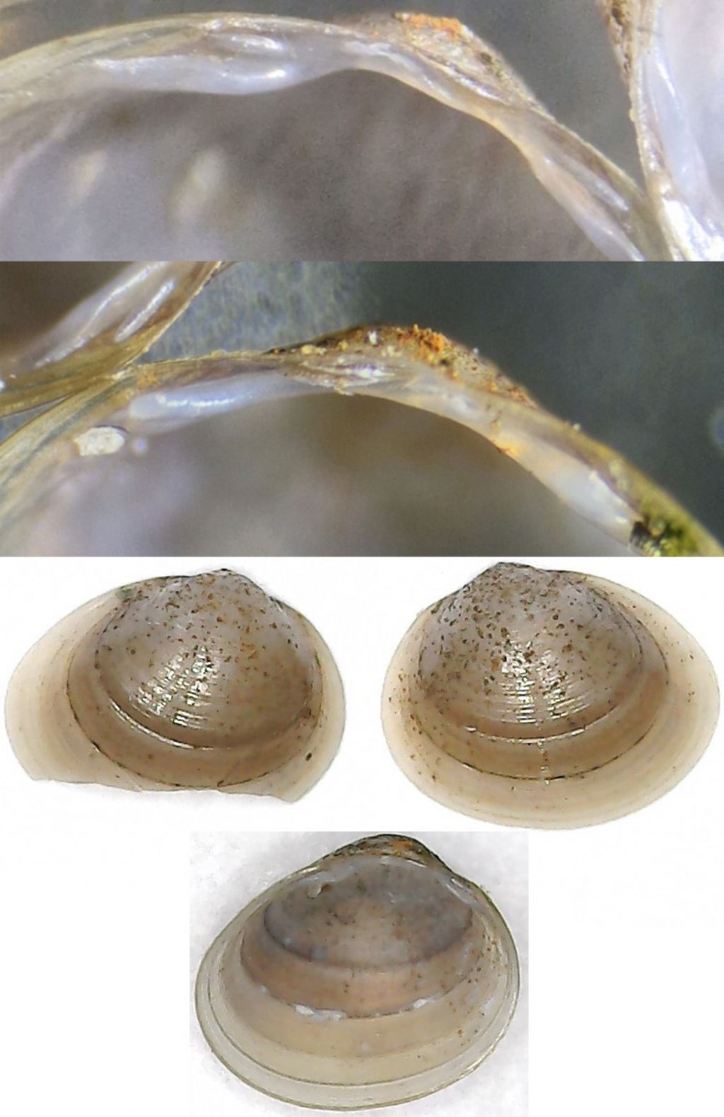 Pisidium casertanum?
